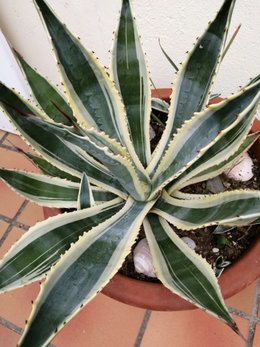 ALOE VERA, je fais quoi en hiver ?