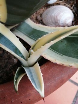 ALOE VERA, je fais quoi en hiver ?