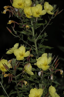 QUEL NOM pour ces jolies ptites fleurs