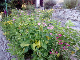 QUEL NOM pour ces jolies ptites fleurs