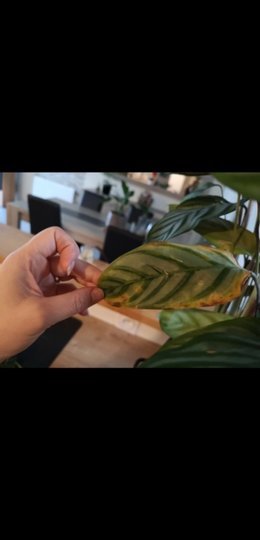 Calathea souffrant