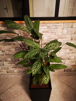 Calathea souffrant