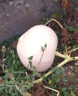 courge à identifier