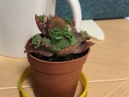 Nom d'une plante grasse
