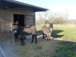 Ma vie autour de mes animaux.