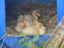 Ma vie autour de mes animaux.