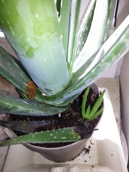 ALOE VERA, je fais quoi en hiver ?