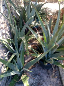 ALOE VERA, je fais quoi en hiver ?