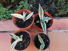 ALOE VERA, je fais quoi en hiver ?