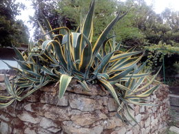 ALOE VERA, je fais quoi en hiver ?