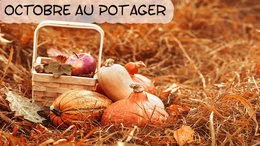 Octobre au potager