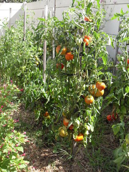 Tomates malades !