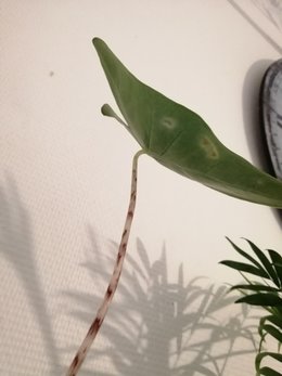 SOS Alocasia zebrina