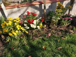Chrysanthemes des jardins non déposés sur les tombes