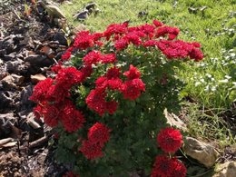 Chrysanthemes des jardins non déposés sur les tombes