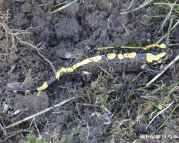 Salamandre tachetée