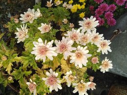 Chrysanthemes des jardins non déposés sur les tombes