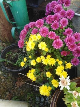 Chrysanthemes des jardins non déposés sur les tombes