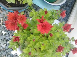 Chrysanthemes des jardins non déposés sur les tombes