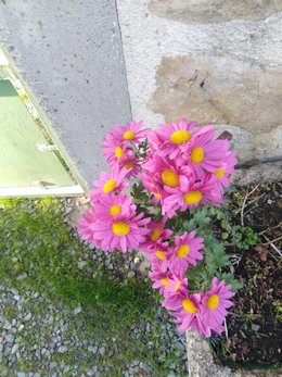 Chrysanthemes des jardins non déposés sur les tombes