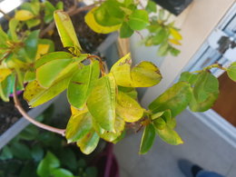 dipladenia - feuilles tachées
