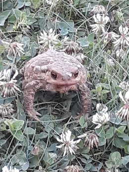 Au  petit coucou amical