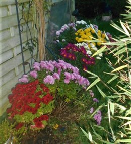 Chrysanthemes des jardins non déposés sur les tombes