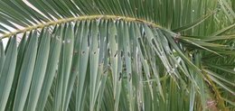 Papillon du palmier