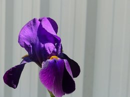 Avez vous des iris au jardin ?