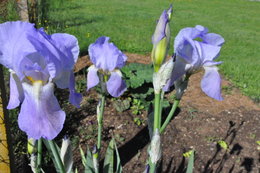 Avez vous des iris au jardin ?