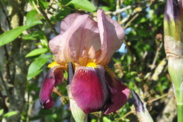 Avez vous des iris au jardin ?