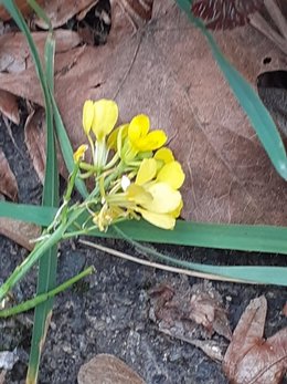 un doute sur le nom de la plante à fleurs jaunes