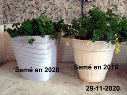 Cultivez-vous des aromatiques dans des pots ?