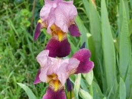 Avez vous des iris au jardin ?