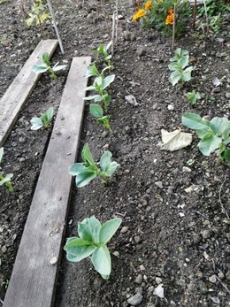 Semer les fèves au potager