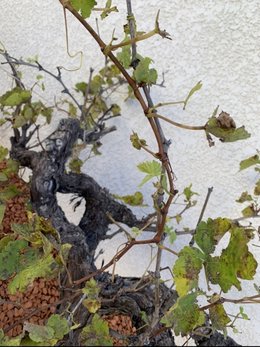 Taille d’un pied de vigne.