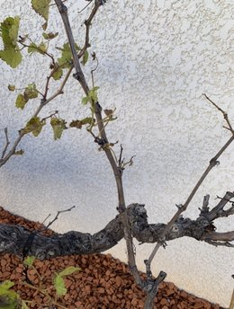 Taille d’un pied de vigne.