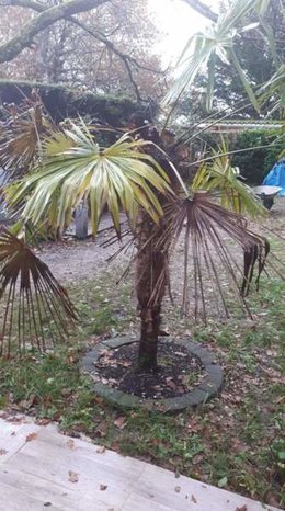 Variété de palmiers qui a mauvaise mine :(