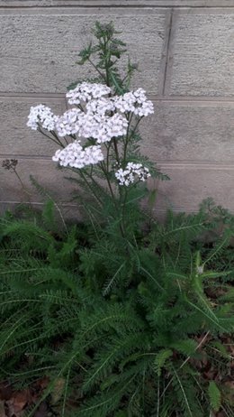 Connaissez vous cette fleur ?