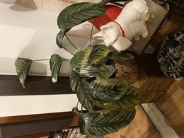 SOS Calathea ! Besoin d’aide :(