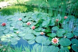 Avez-vous un bassin dans votre jardin ?