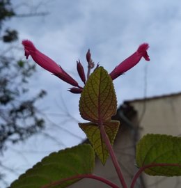 Salvia Karwinskii