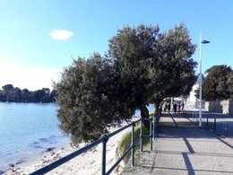 Quel est cet arbre de bord de mer ?