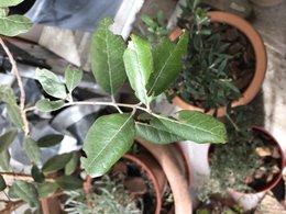 Feuilles de feijoa attaquées