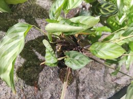 Mur végétal et calathea