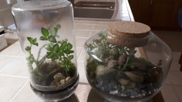 Avez-vous un terrarium de plantes d'intérieur ?