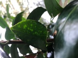 Camélia Japonica avec des tâches claires sous les feuilles