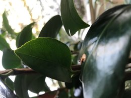 Camélia Japonica avec des tâches claires sous les feuilles
