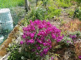 besoin d'aidepour identifier une plante