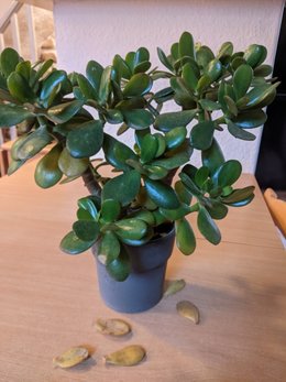 Crassula qui dépérit